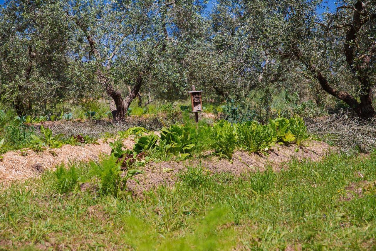 Agriturismo Biologico Piccapane Bed & Breakfast Cutrofiano Ngoại thất bức ảnh